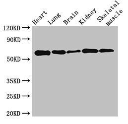 KPNA4 antibody