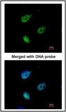 KPNA4 antibody [C3], C-term