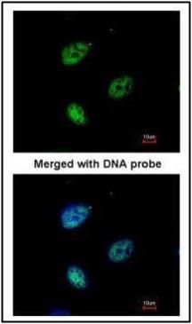 KPNA4 antibody