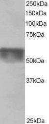 Goat anti-KPNA4 / IPOA3 Antibody