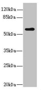 KPNA5 antibody