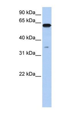 KPNA6 antibody