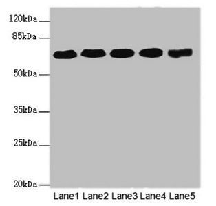 KPNA6 Antibody