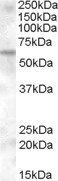 Goat anti-KPNA6 Antibody