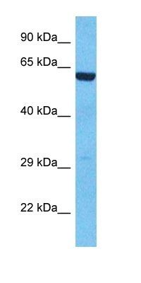 KPYM antibody