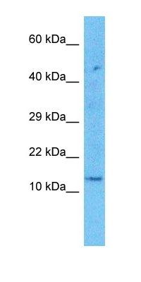 KRA21 antibody