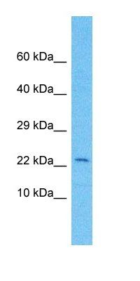 KRA92 antibody