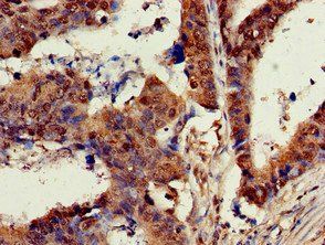 KRAS Antibody