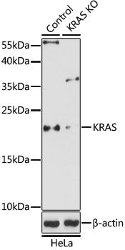 KRAS antibody