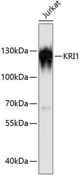 KRI1 antibody