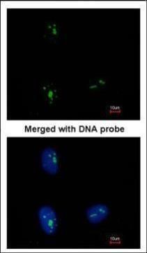 KRR1 antibody