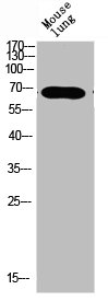 KRT Antibody