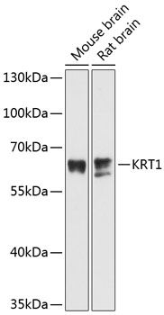 KRT1 antibody