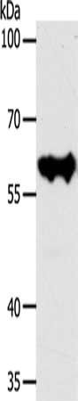 KRT10 antibody