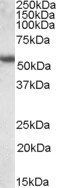 Goat anti-KRT13 Antibody