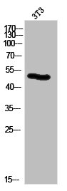 KRT14/KRT16 Antibody