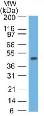 KRT17 Antibody