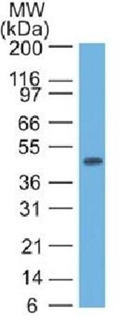 KRT17 Antibody