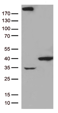 KRT18P55 antibody