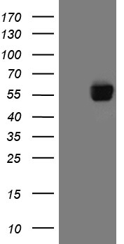 KRT18P55 antibody
