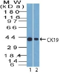 KRT19 Antibody