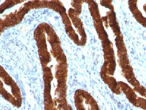 Cytokeratin 19 (Pancreatic Stem Cell Marker) Antibody