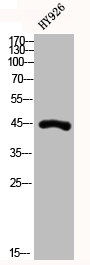 KRT19 antibody