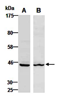 KRT19 antibody