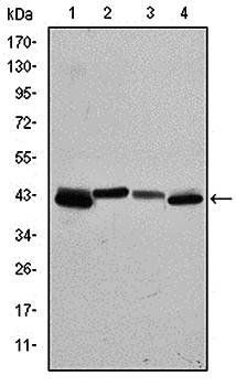 KRT19 Antibody