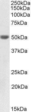Goat anti-Cytokeratin 20, Biotinylated Antibody