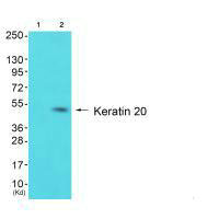 KRT20 antibody