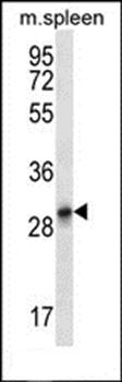 KRT222P antibody