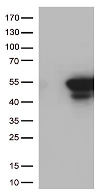 KRT31 antibody
