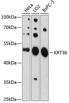 KRT36 antibody