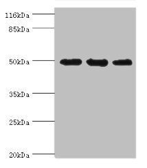KRT38 antibody