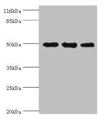 KRT38 Antibody