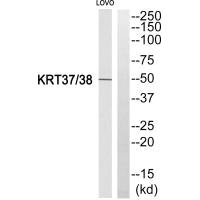 KRT38/KRT37 Antibody