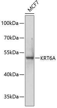 KRT6A antibody