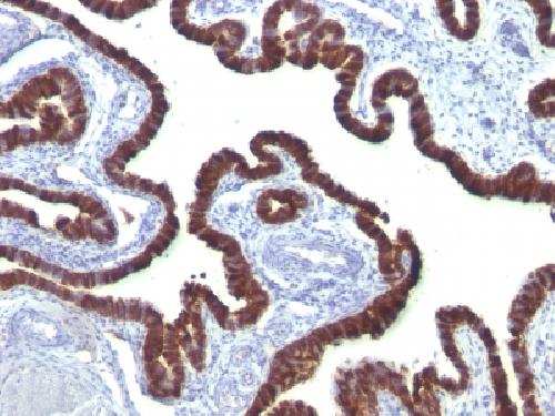 KRT7 Antibody