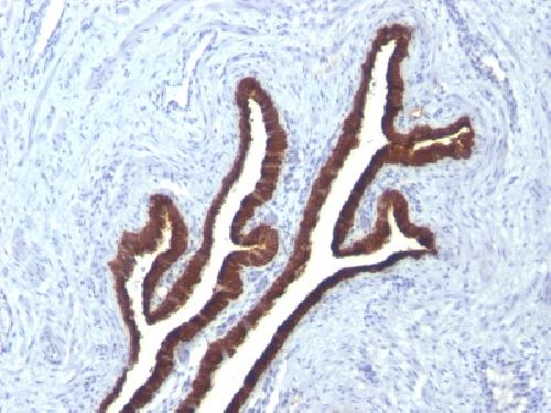 KRT7 antibody