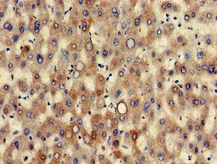 KRT7 Antibody