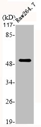 KRT7 Antibody