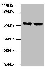 KRT8 Antibody