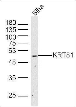 KRT81 antibody