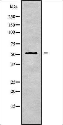 KRT83 antibody