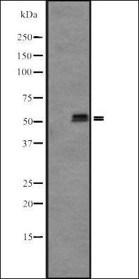 KRT85/86 antibody