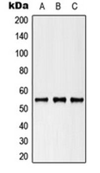 KRT8 (phospho-S73) antibody