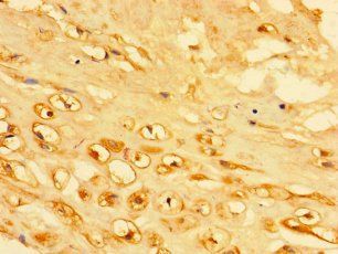 KRTAP23-1 Antibody