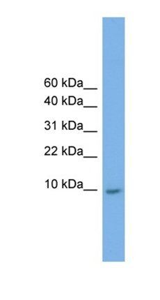 KRTAP23-1 antibody