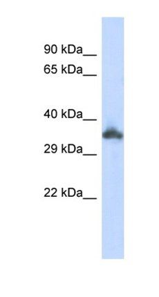 KRTAP24-1 antibody